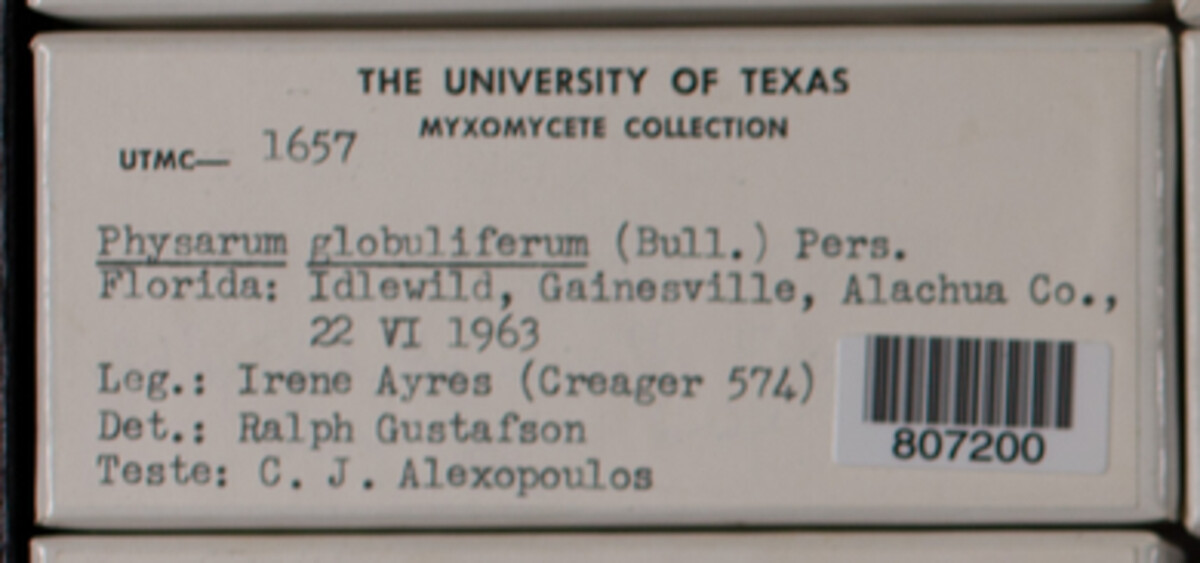 Physarum globuliferum image